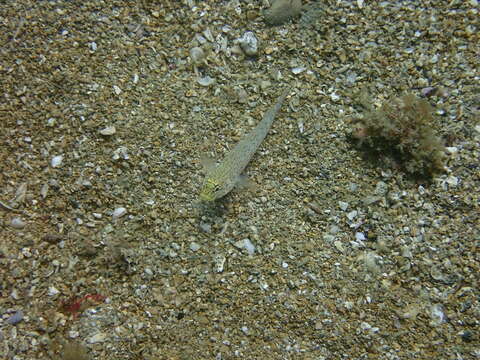 Image of Golden Goby