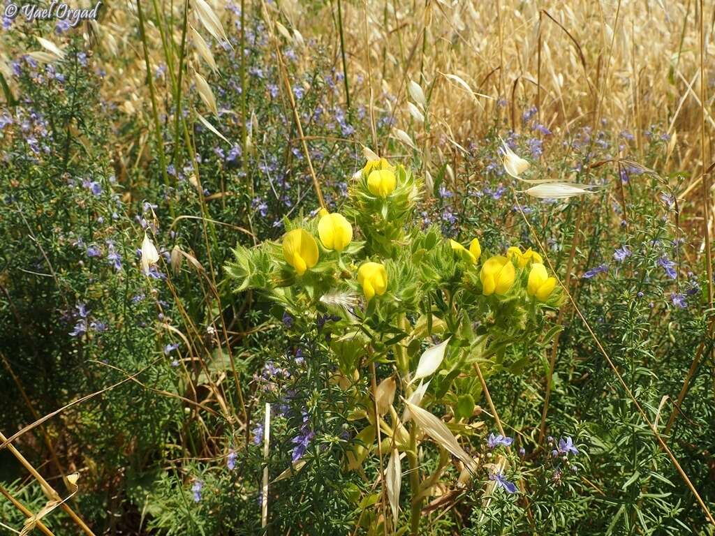 Ononis pubescens L.的圖片