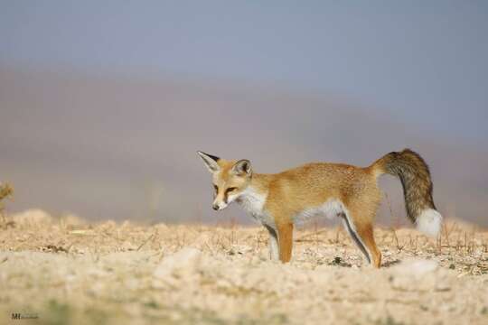 Image of Vulpes vulpes barbara (Shaw 1800)