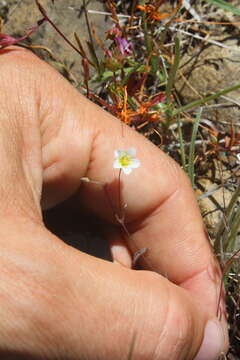 Imagem de Sabulina douglasii (Fenzl ex Torr. & A. Gray) Dillenb. & Kadereit