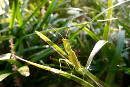 Image of New Zealand mantis