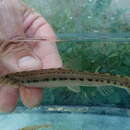 Image of Bulgarian spined loach