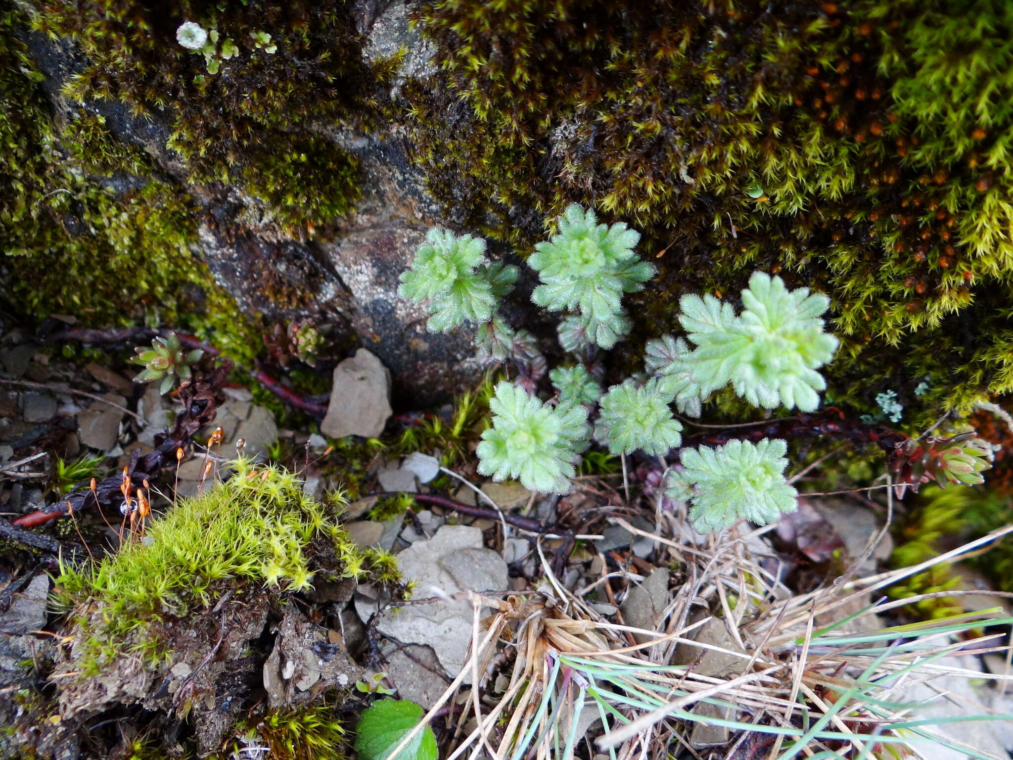 Imagem de Euphrasia nankotaizanensis Yamam.