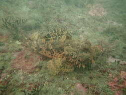 Image of Bigscale Scorpionfish