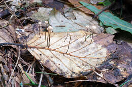 Image of Marasmius bulliardii Quél. 1878