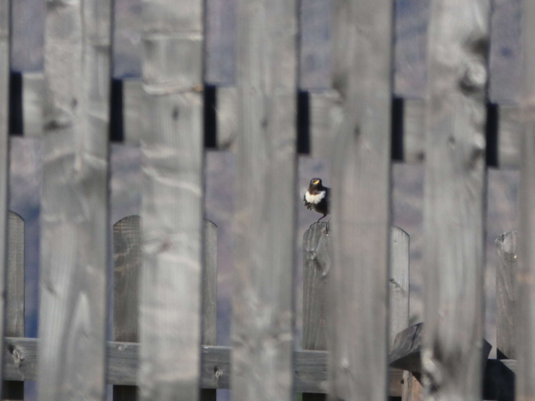 Image of Ring Ouzel