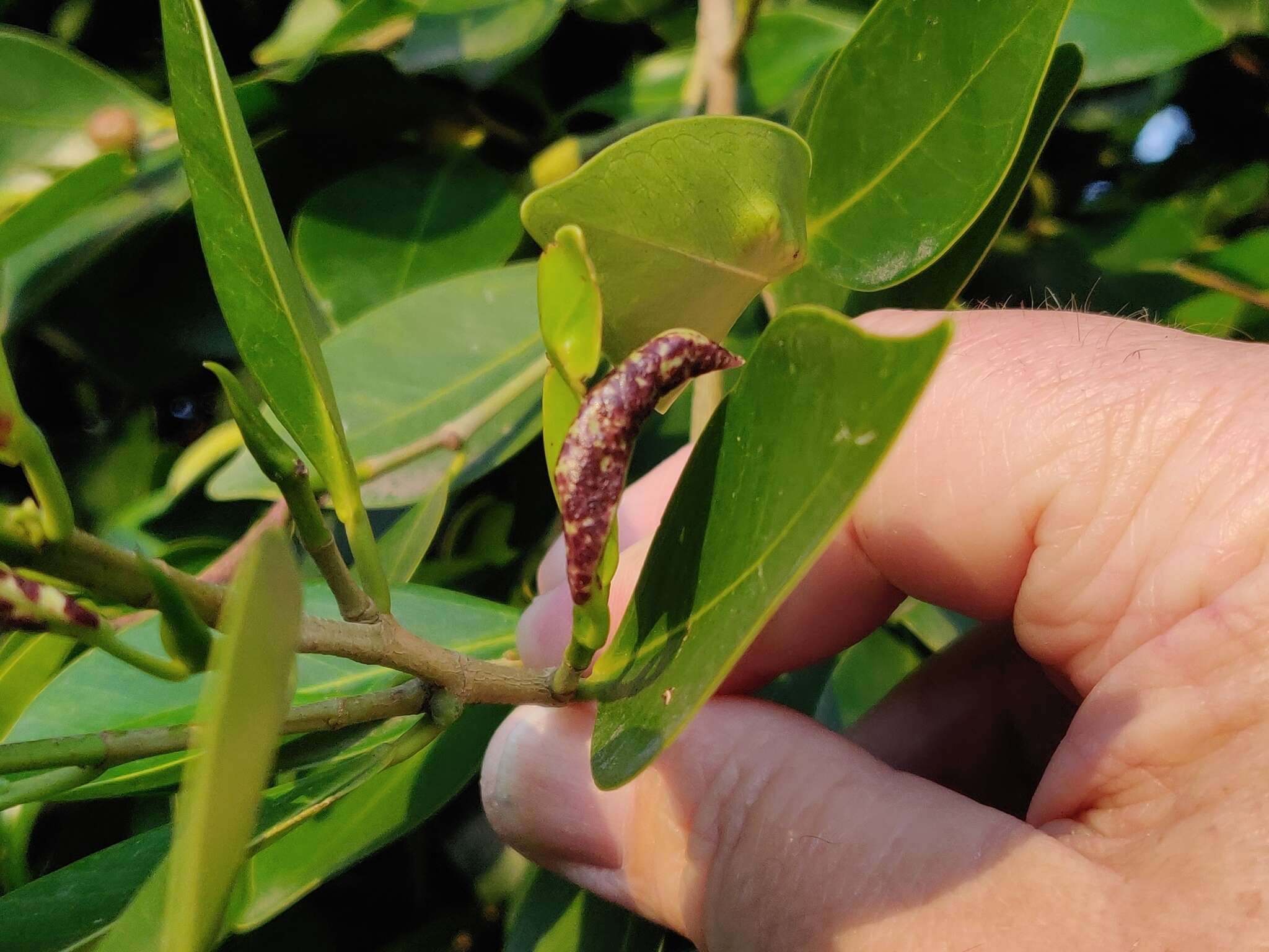 Image of Cuban Laurel Thrips