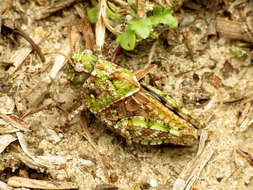 Слика од Pardalophora phoenicoptera (Burmeister & H. 1838)