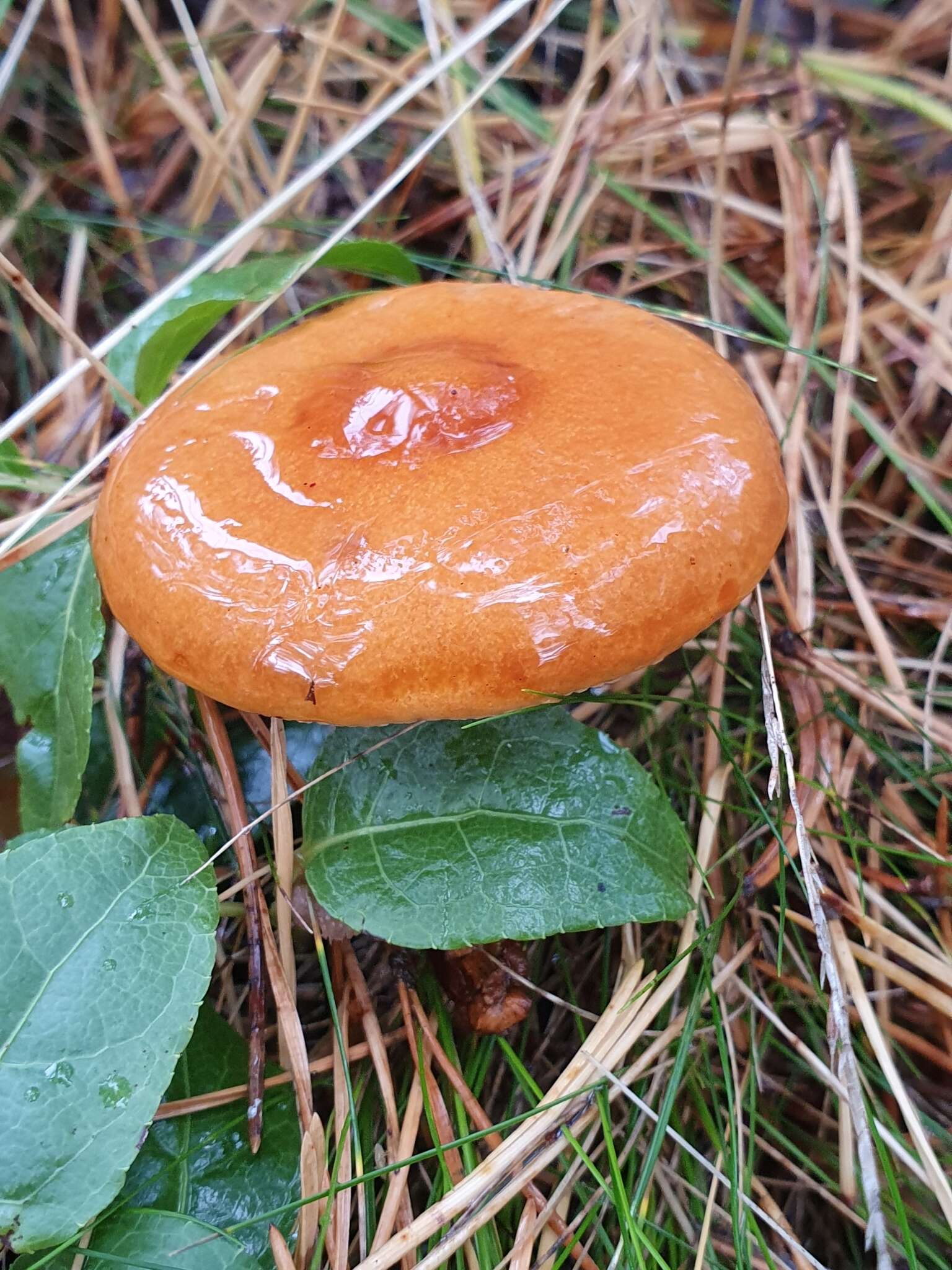 Image of Lactarius aurantiacus (Pers.) Gray 1821