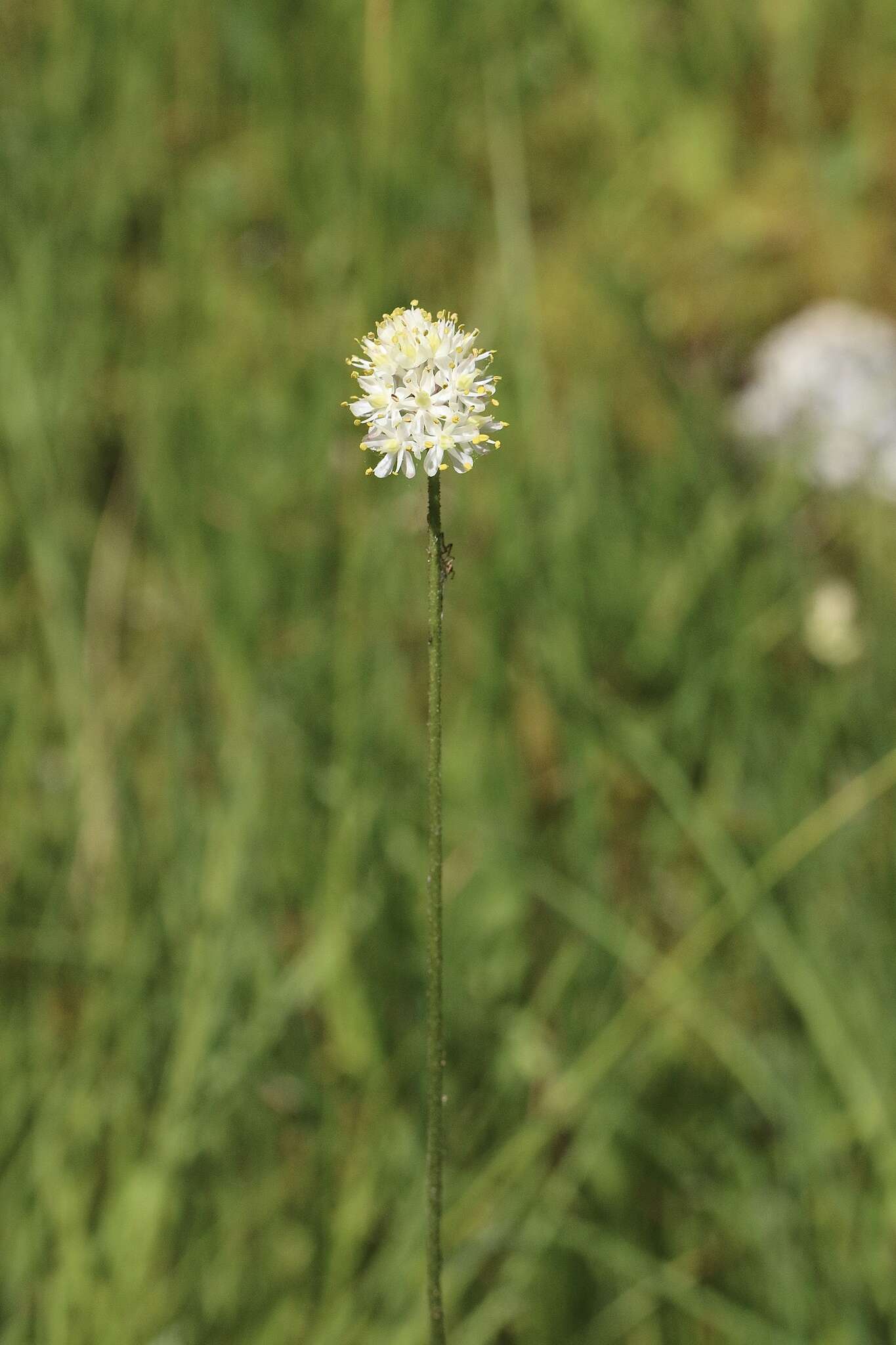 Image of western false asphodel