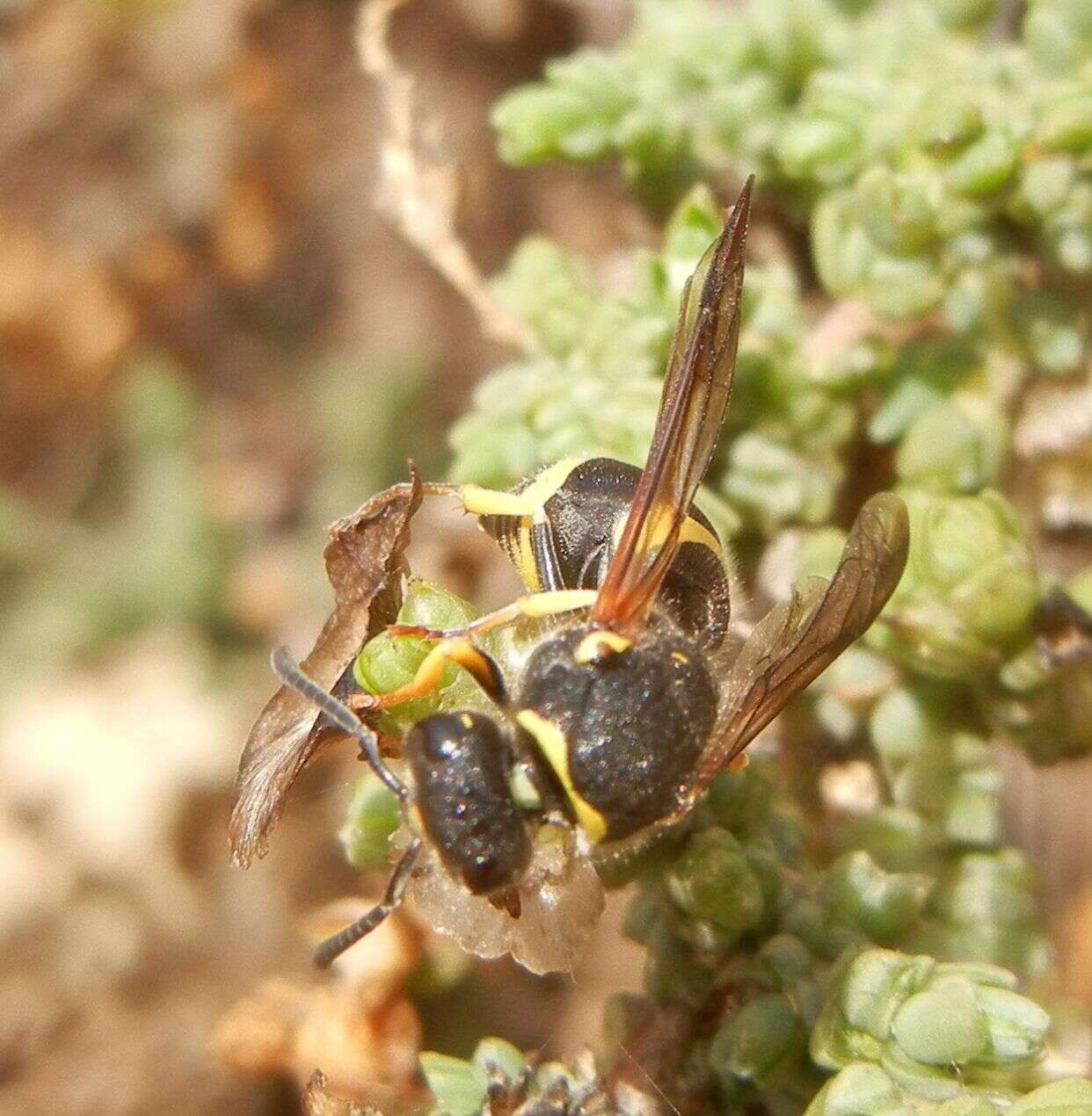 Image of Ancistrocerus biphaleratus (de Saussure 1852)