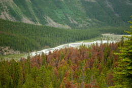 Image of Mountain Pine Beetle