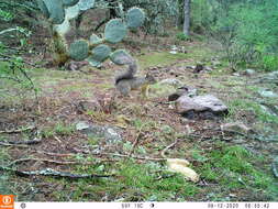 Image of Peters's squirrel