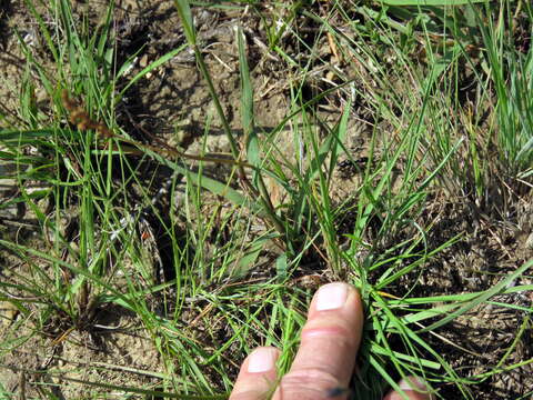 Image of Eragrostis obtusa Munro ex Ficalho & Hiern