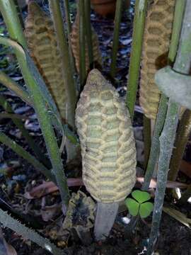 Image of Zamia loddigesii Miq.