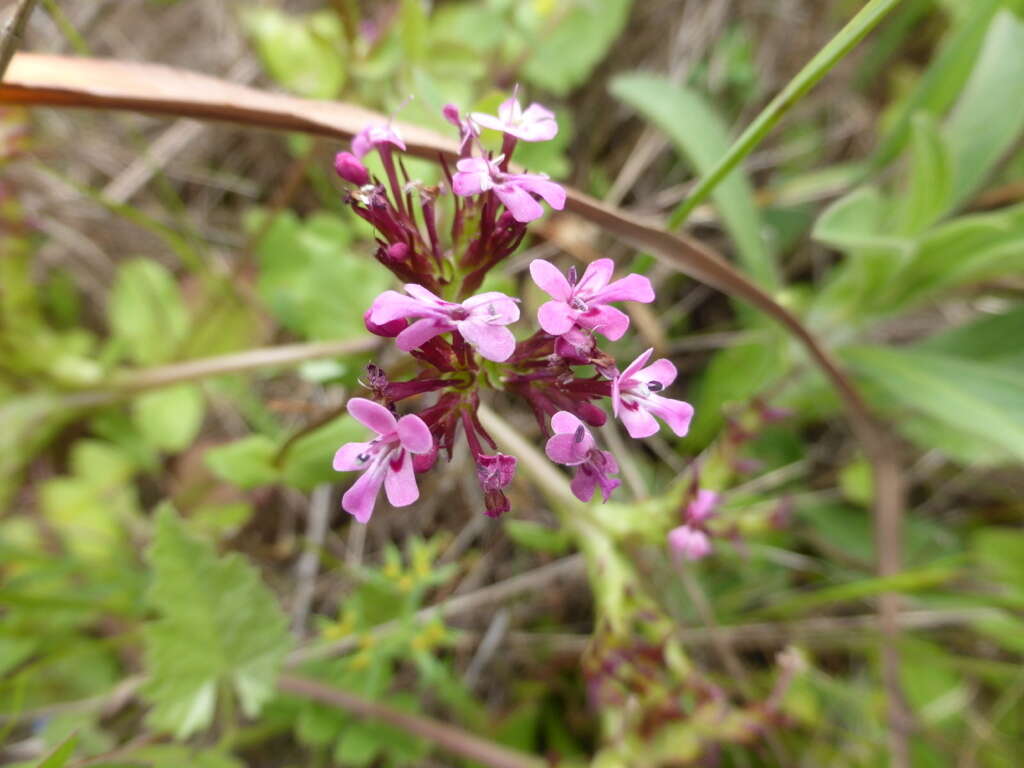 Image of Fedia graciliflora Fischer & Meyer