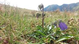 Image of Alpine Bellflower