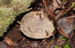 Image of Amanita grisella E.-J. Gilbert & Cleland 1941