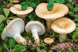 Image of Lactarius auriolla Kytöv. 1984