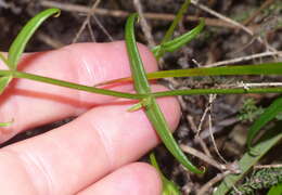 Image of Chironia tetragona L. fil.