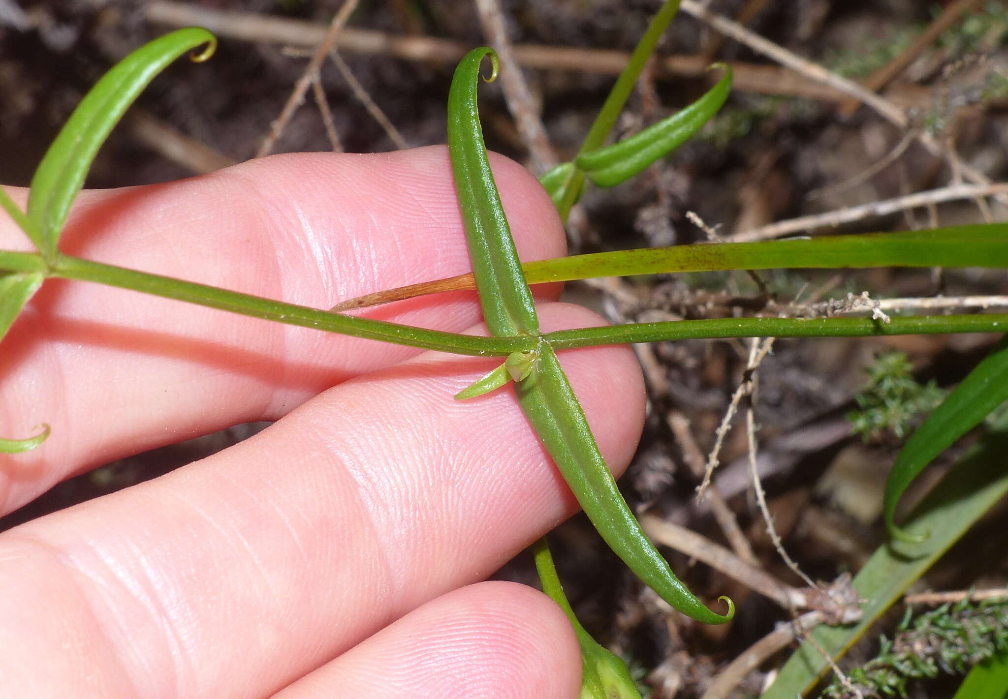 Image of Chironia tetragona L. fil.