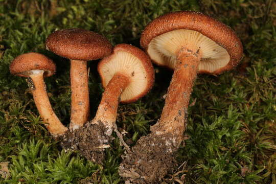 Image of Bonomyces