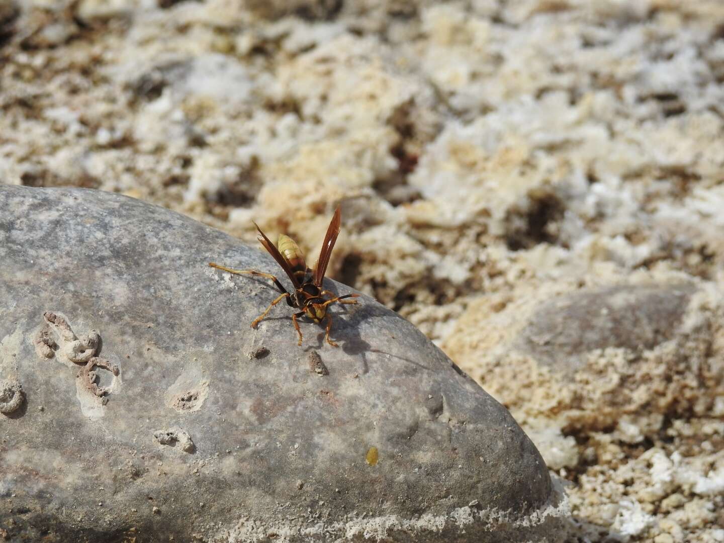 Image of Polistes comanchus de Saussure 1857