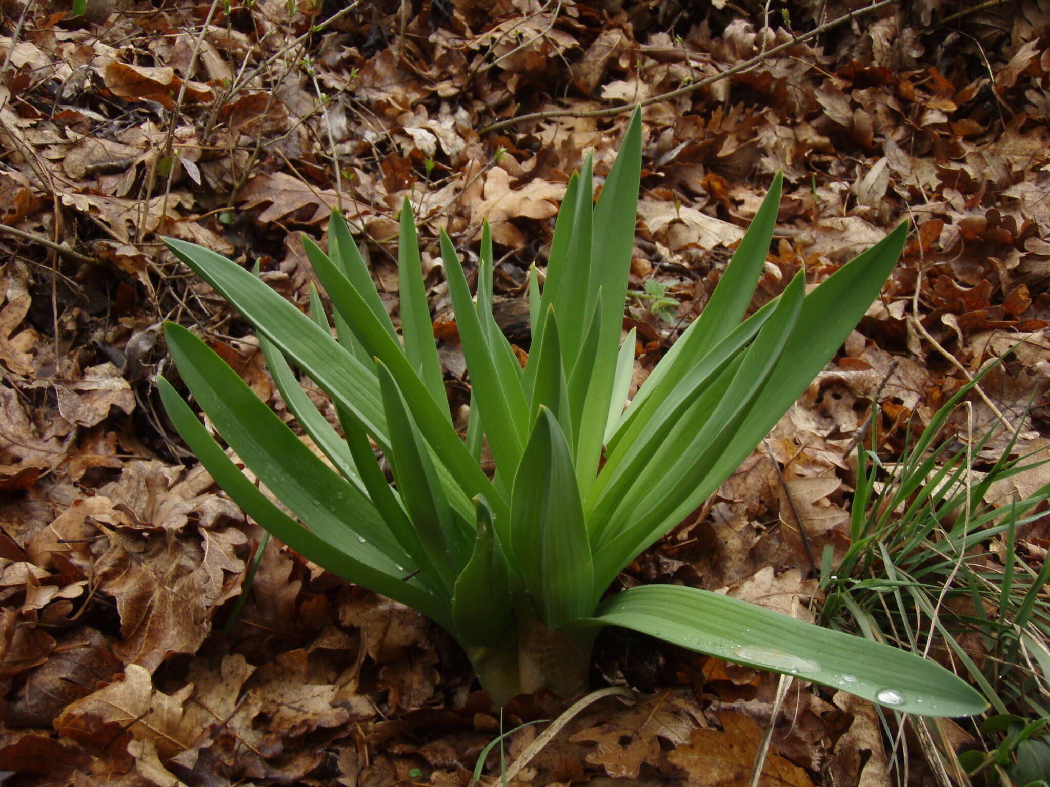 Image of Eremurus tauricus Steven