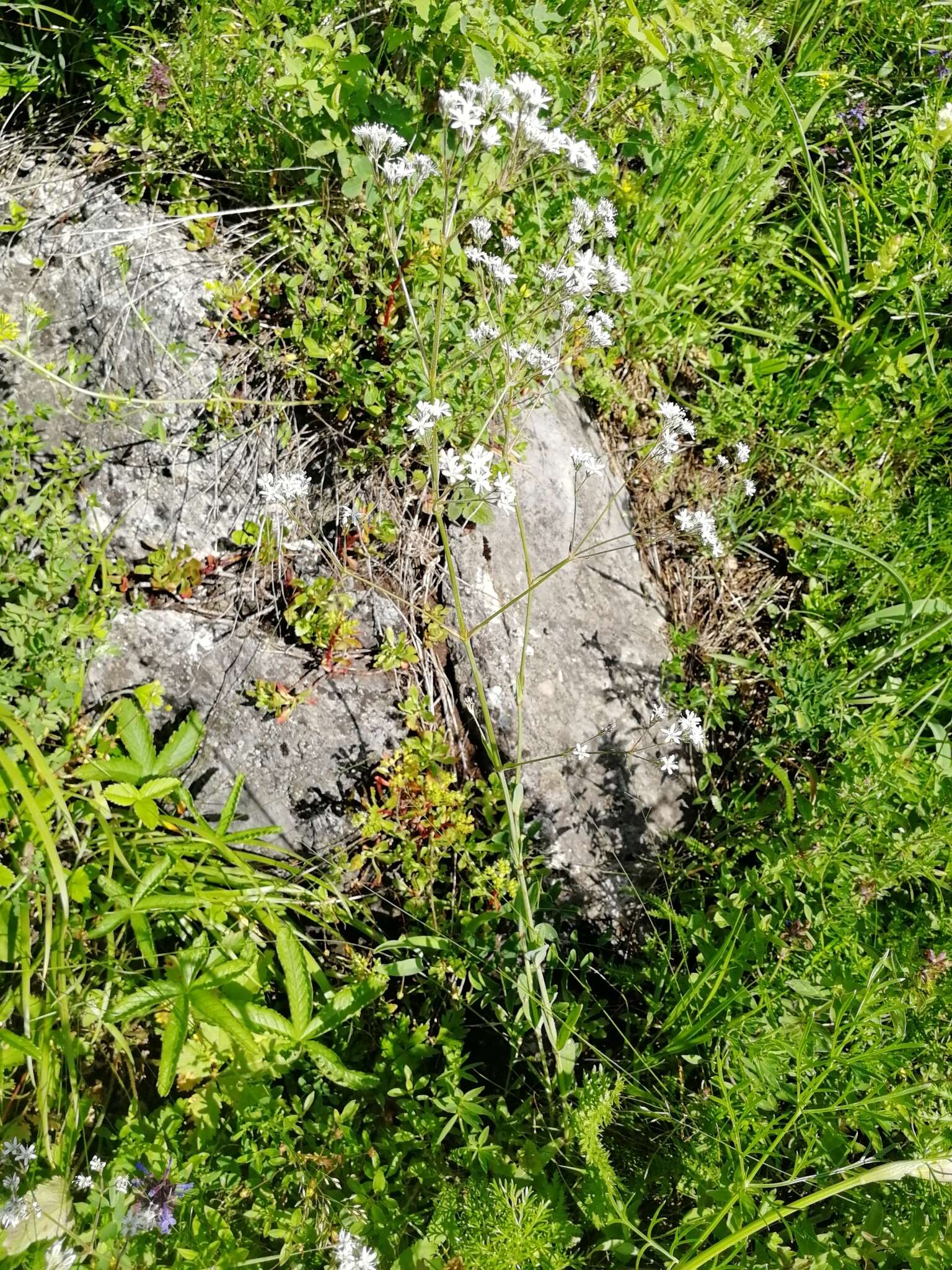 Image of Gypsophila altissima L.