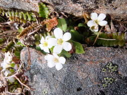 Image de Myosotis lyallii Hook. fil.