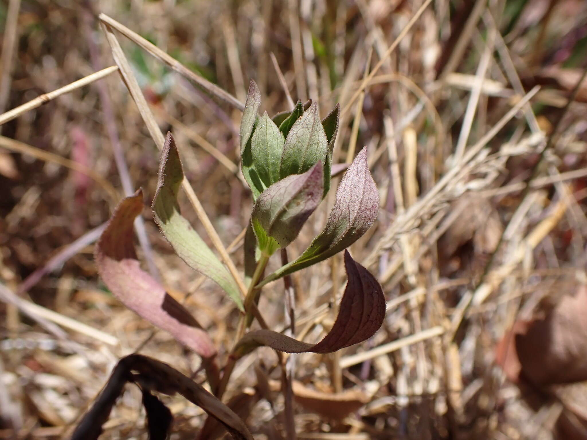 Imagem de Sericocarpus rigidus Lindl.