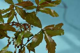 Image of Quercus lancifolia Schltdl. & Cham.