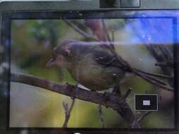 Image of Cuban Vireo