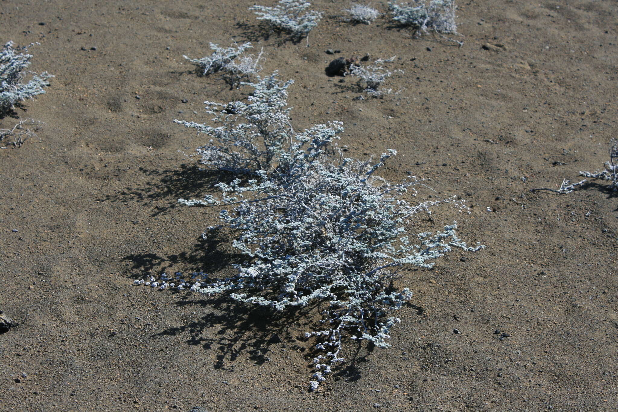 Image of Gray matplant