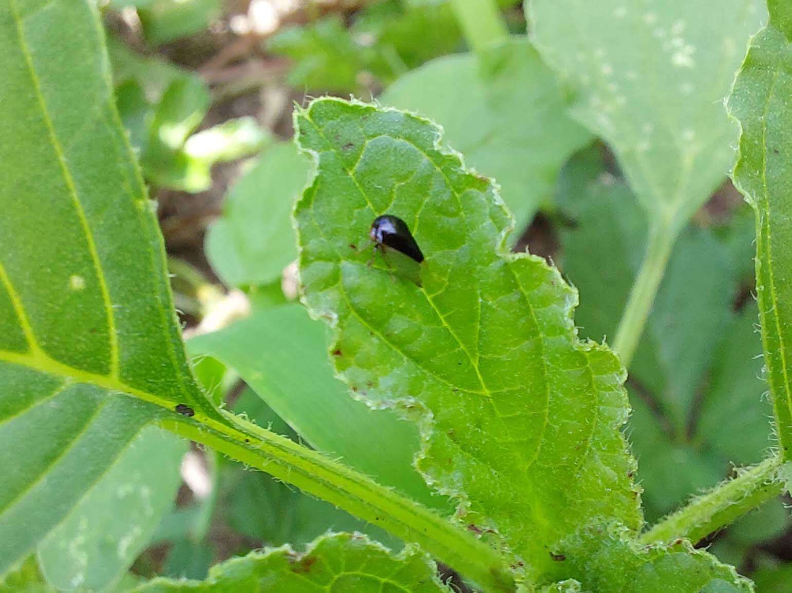 Image of Micrutalis calva Say