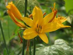 Image of Dumortier's daylily