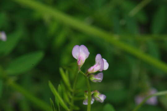 Imagem de Vicia disperma DC.