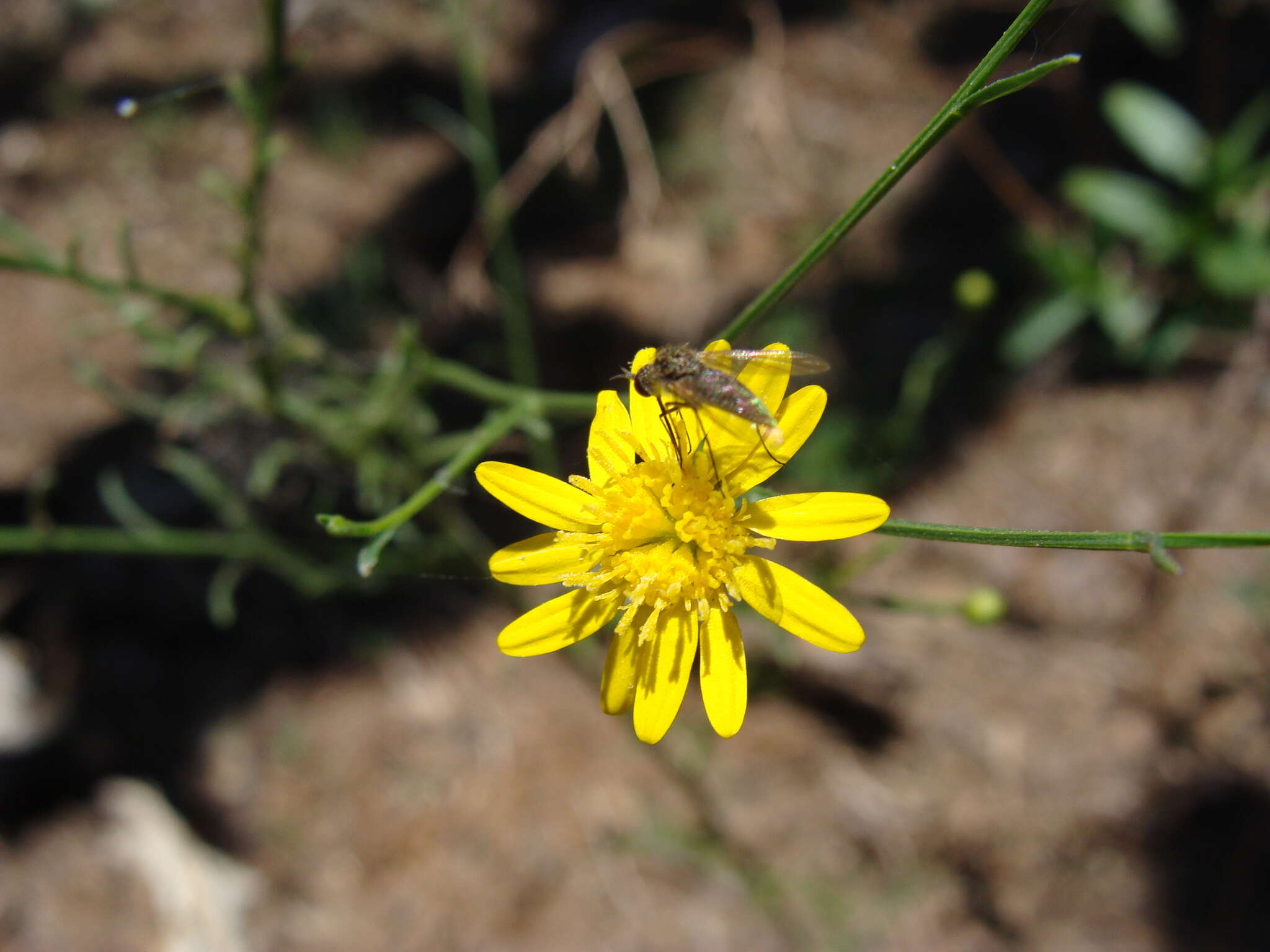 Image of sticky snakeweed