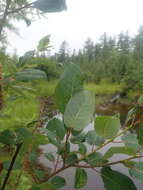 Image de Salix pyrifolia Anderss.