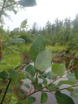 Image of balsam willow