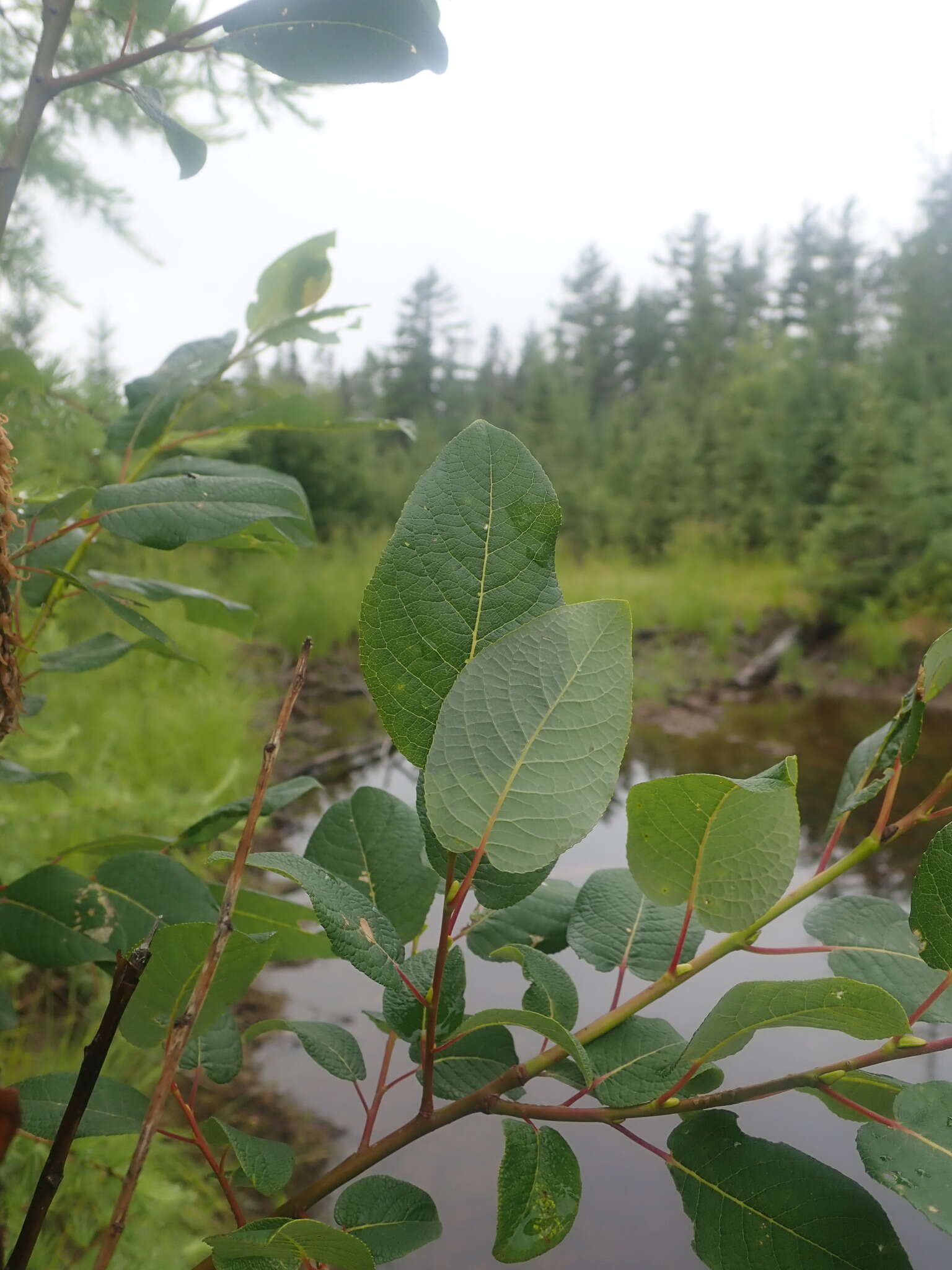 Image of balsam willow