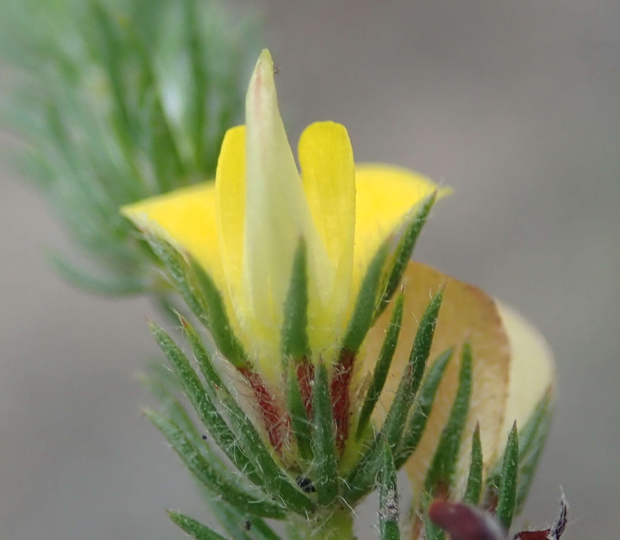 Image of Aspalathus asparagoides L. fil.