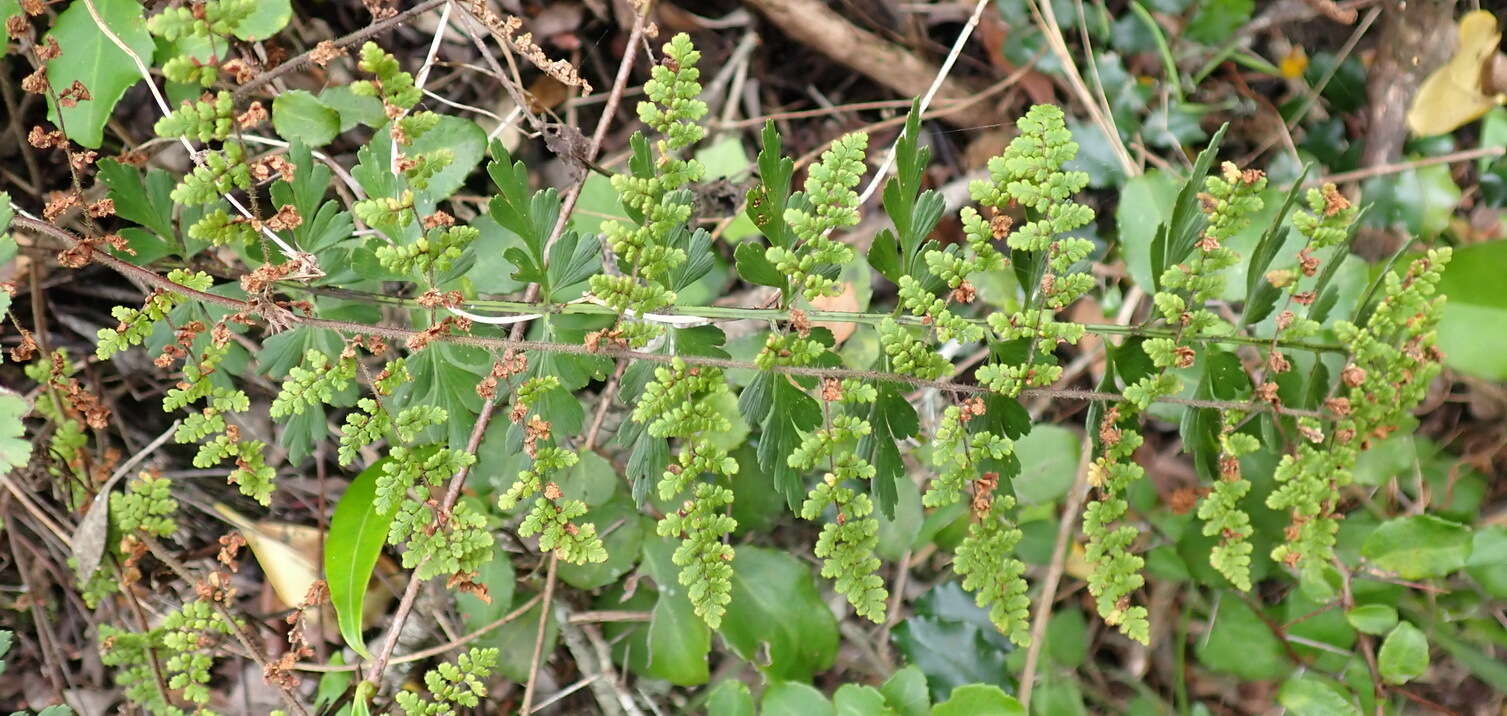 Image of Cheilanthes hirta var. hirta