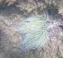 Image of Snakelocks anemone