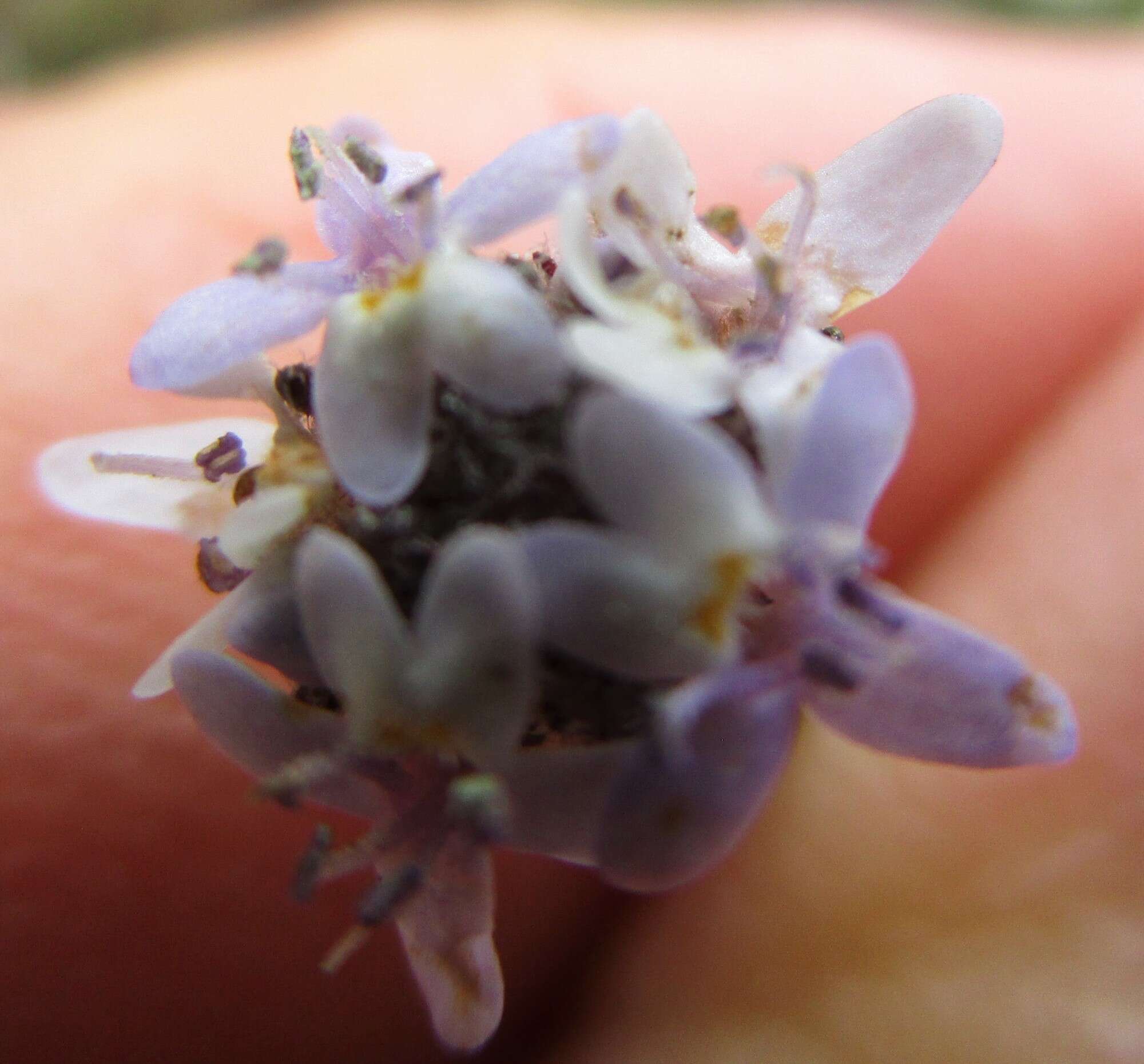 Image of Phyllopodium multifolium Hiern