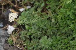 Слика од Achillea ligustica All.