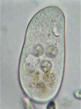 Image of Turaniellidae