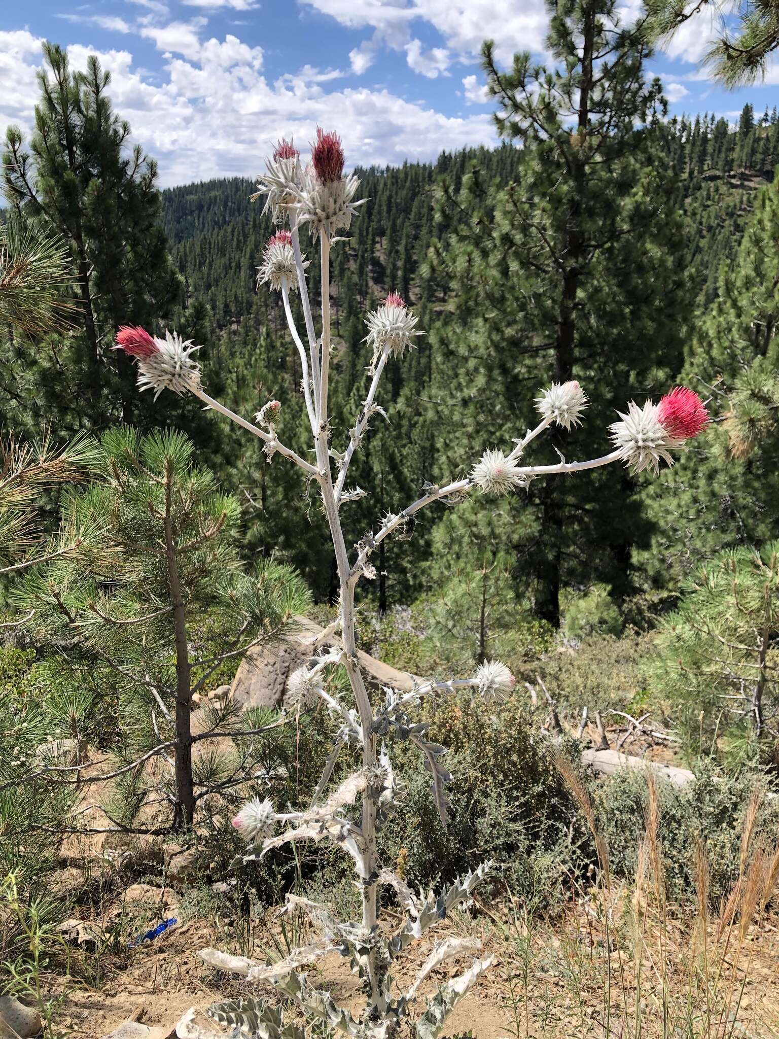 Image of snowy thistle