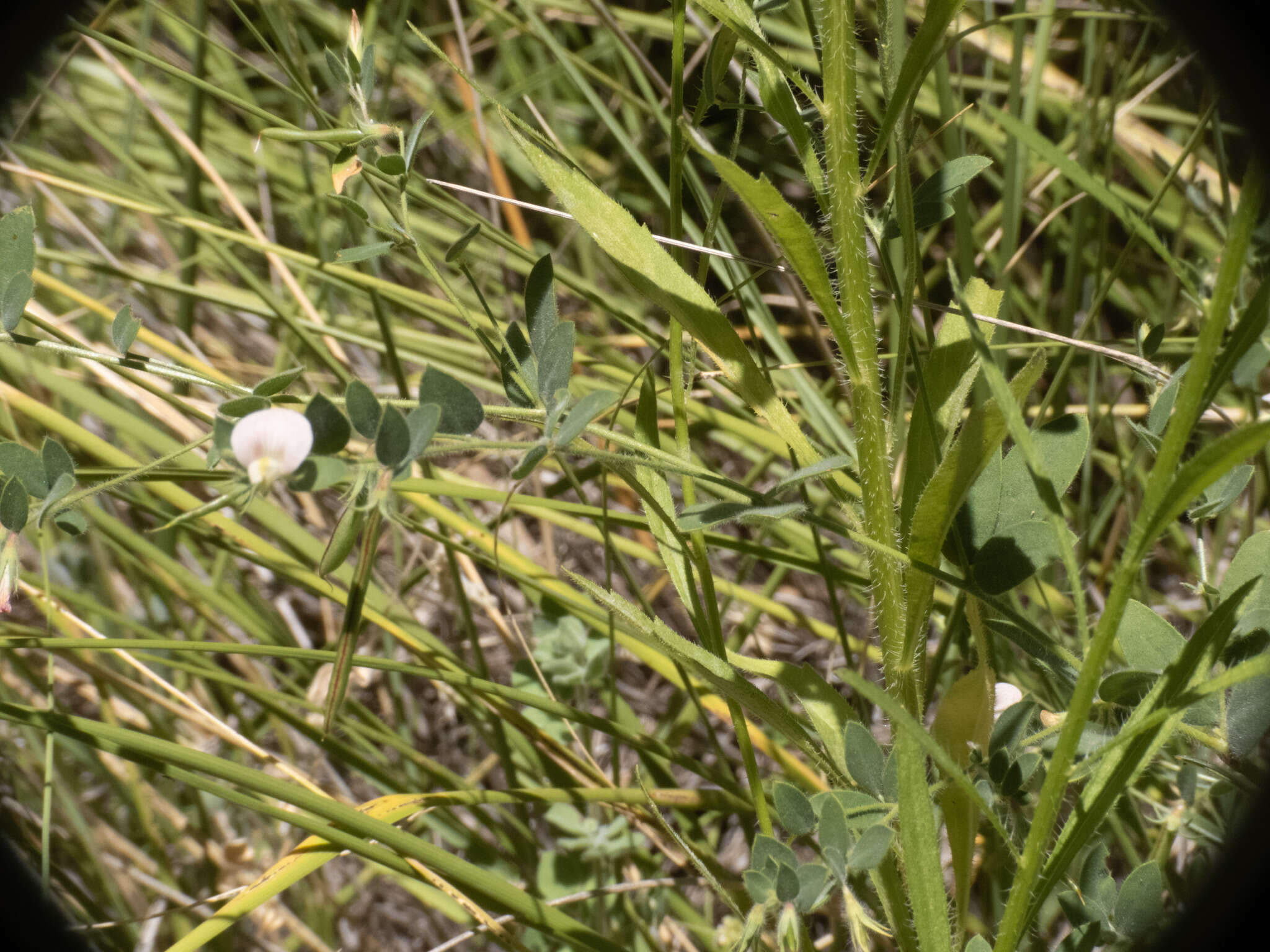 Image of Acmispon americanus var. americanus