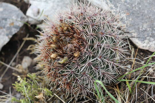 Image of Gymnocalycium reductum (Link) Pfeiff. ex Mittler